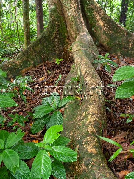 411143 - Panama rubber tree (Castilla elastica)