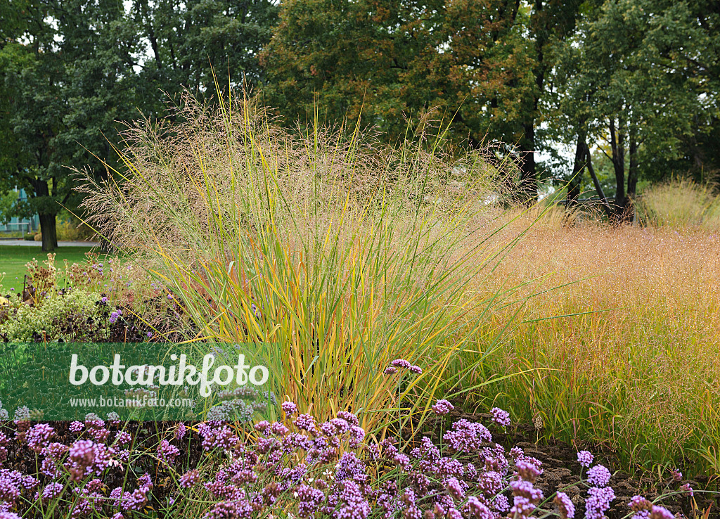 535414 - Panic érigé (Panicum virgatum 'Cloud Nine') et verveine de Buenos Aires (Verbena bonariensis)