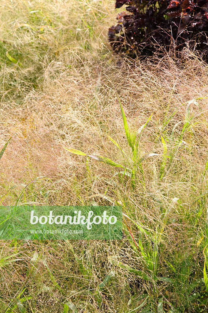 488114 - Panic érigé (Panicum virgatum 'Gold Fountain')