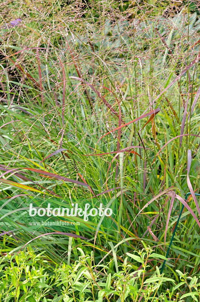 488081 - Panic érigé (Panicum virgatum 'Rotstrahlbusch')