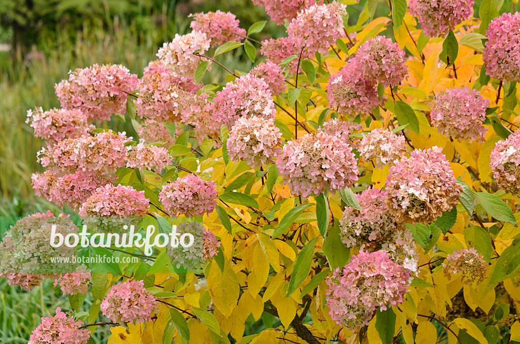 Panicle hydrangea Hydrangea paniculata, tree hydrangea Hydrangea 