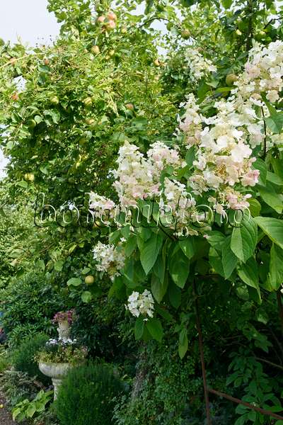 559085 - Panicle hydrangea (Hydrangea paniculata)