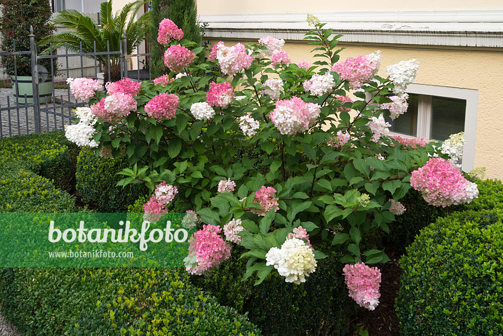 559140 - Panicle hydrangea (Hydrangea paniculata) and boxwood (Buxus)