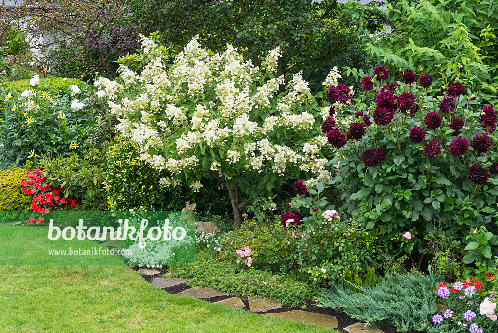 559113 - Panicle hydrangea (Hydrangea paniculata) and dahlias (Dahlia)