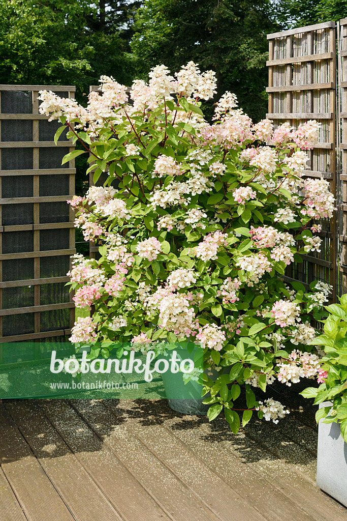 572100 - Panicle hydrangea (Hydrangea paniculata) in a flower tub