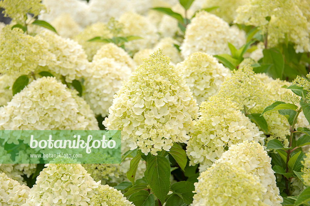 616244 - Panicle hydrangea (Hydrangea paniculata 'Limelight')