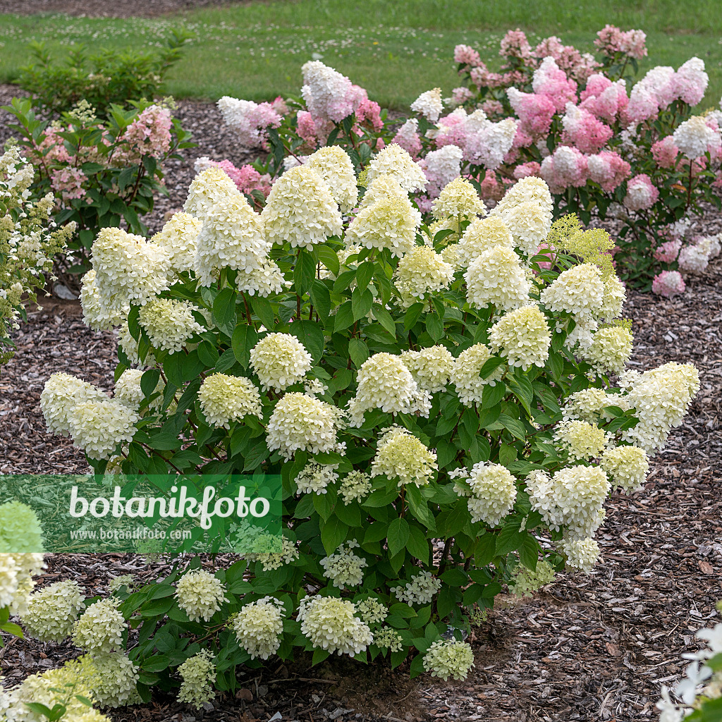 616245 - Panicle hydrangea (Hydrangea paniculata 'Limelight')