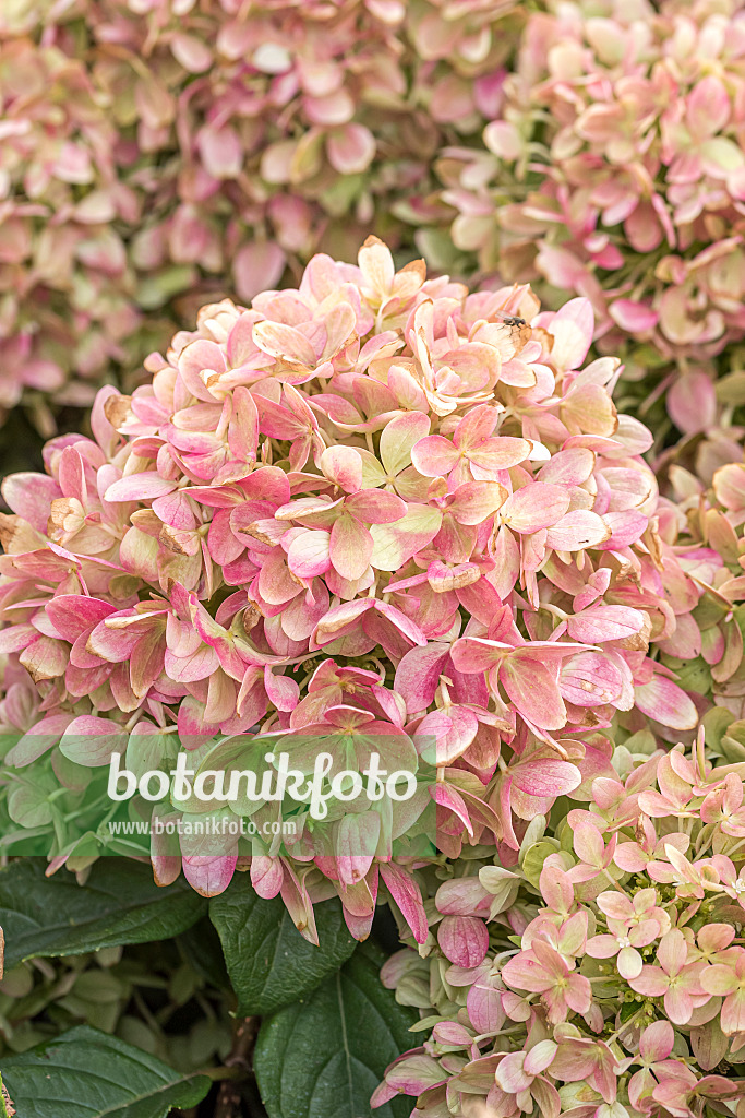 638128 - Panicle hydrangea (Hydrangea paniculata 'Little Lime')