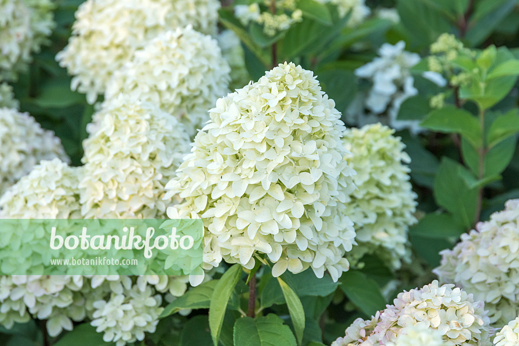 625237 - Panicle hydrangea (Hydrangea paniculata 'Magical Candle')