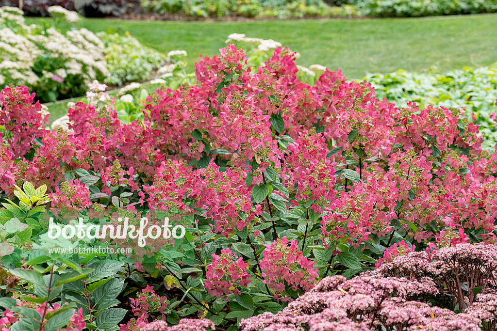 635055 - Panicle hydrangea (Hydrangea paniculata 'Magical Flame')