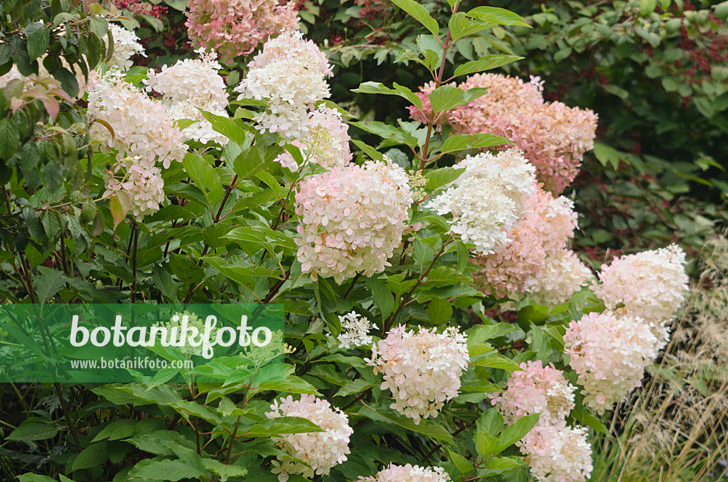 572058 - Panicle hydrangea (Hydrangea paniculata 'Mega Pearls')