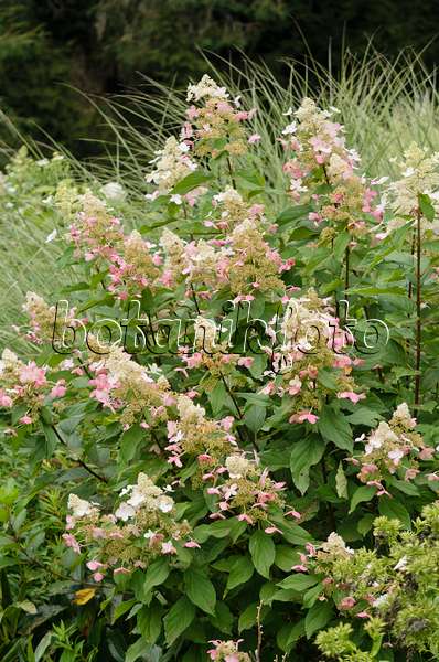 572061 - Panicle hydrangea (Hydrangea paniculata 'Midlate Summer')