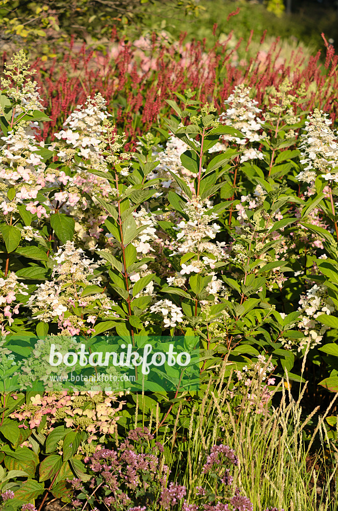 535036 - Panicle hydrangea (Hydrangea paniculata 'Pinky Winky')