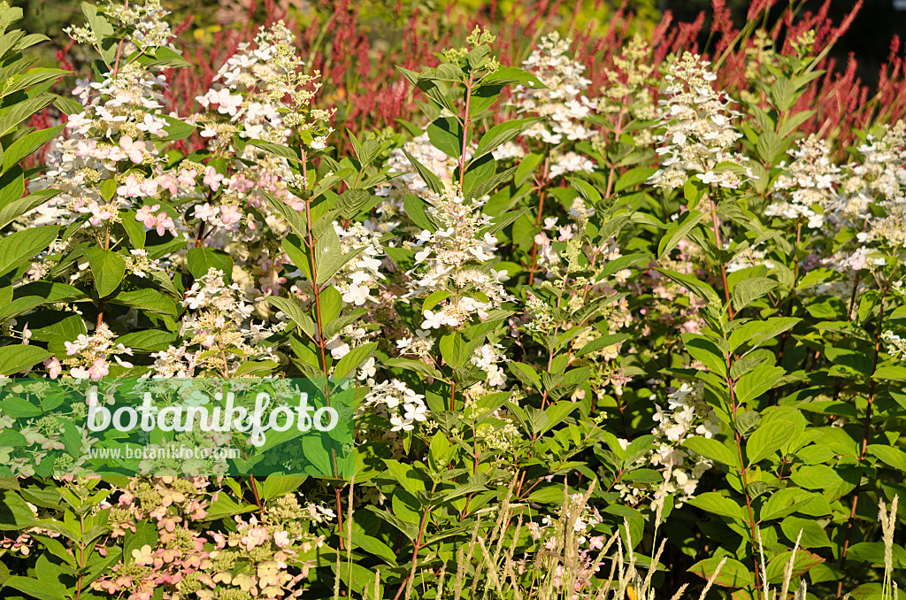 535037 - Panicle hydrangea (Hydrangea paniculata 'Pinky Winky')