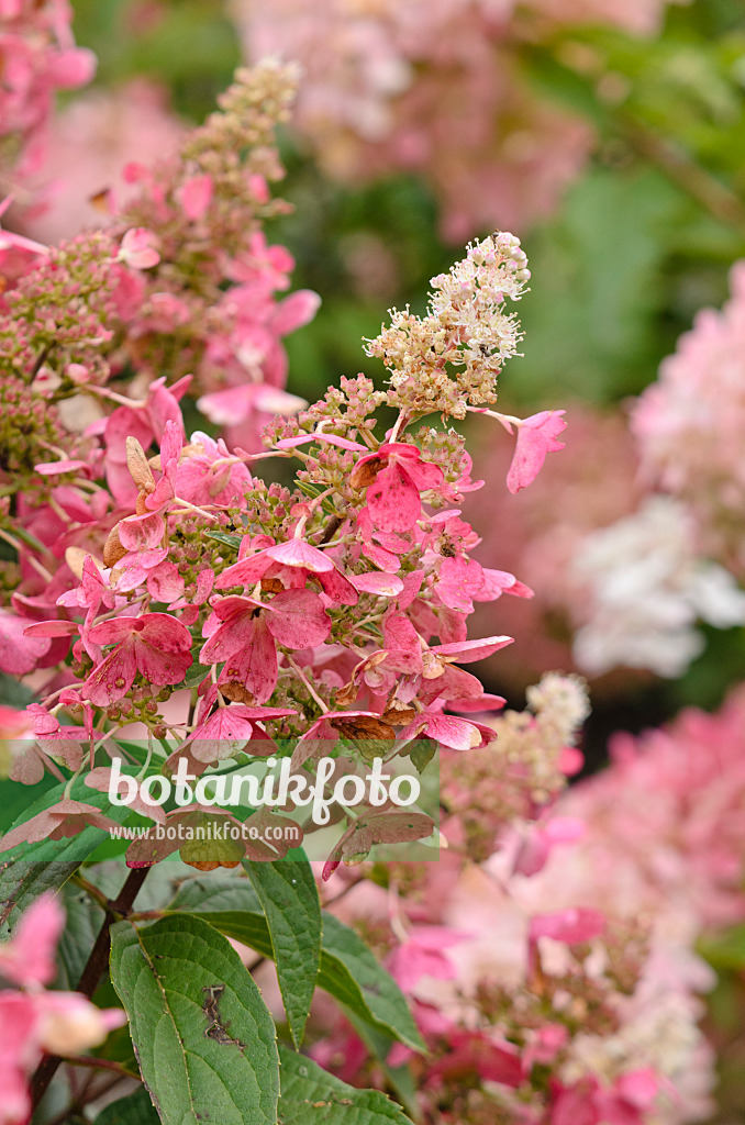 572054 - Panicle hydrangea (Hydrangea paniculata 'Pinky Winky')