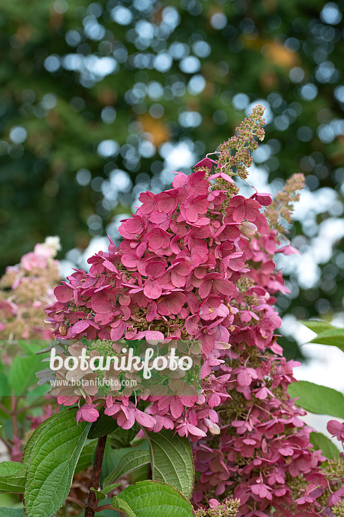 616246 - Panicle hydrangea (Hydrangea paniculata 'Pinky Winky')