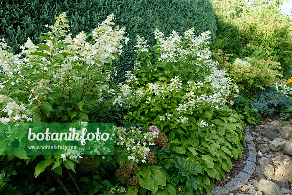 559095 - Panicle hydrangea (Hydrangea paniculata) and plantain lilies (Hosta)