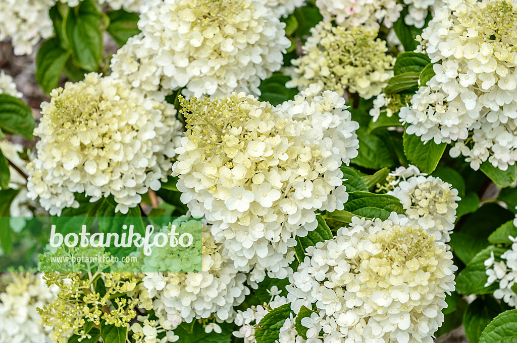 593105 - Panicle hydrangea (Hydrangea paniculata 'Silver Dollar')