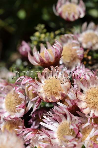 508449 - Paper daisy (Helichrysum retordoides)