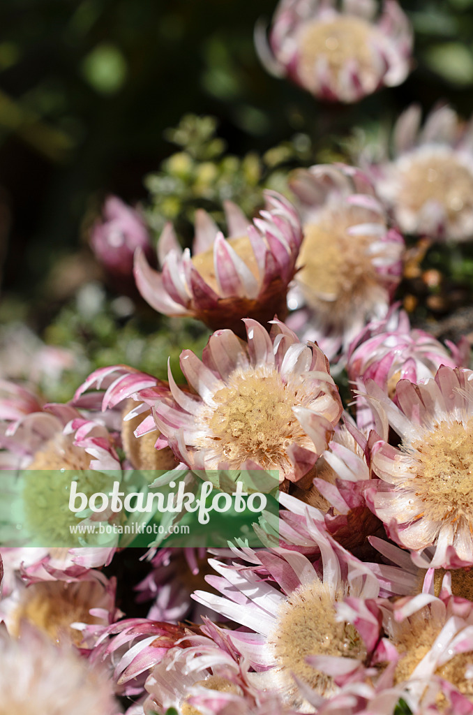 508449 - Paper daisy (Helichrysum retordoides)