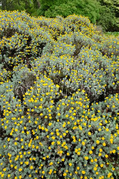 533556 - Paper daisy (Helichrysum splendidum)