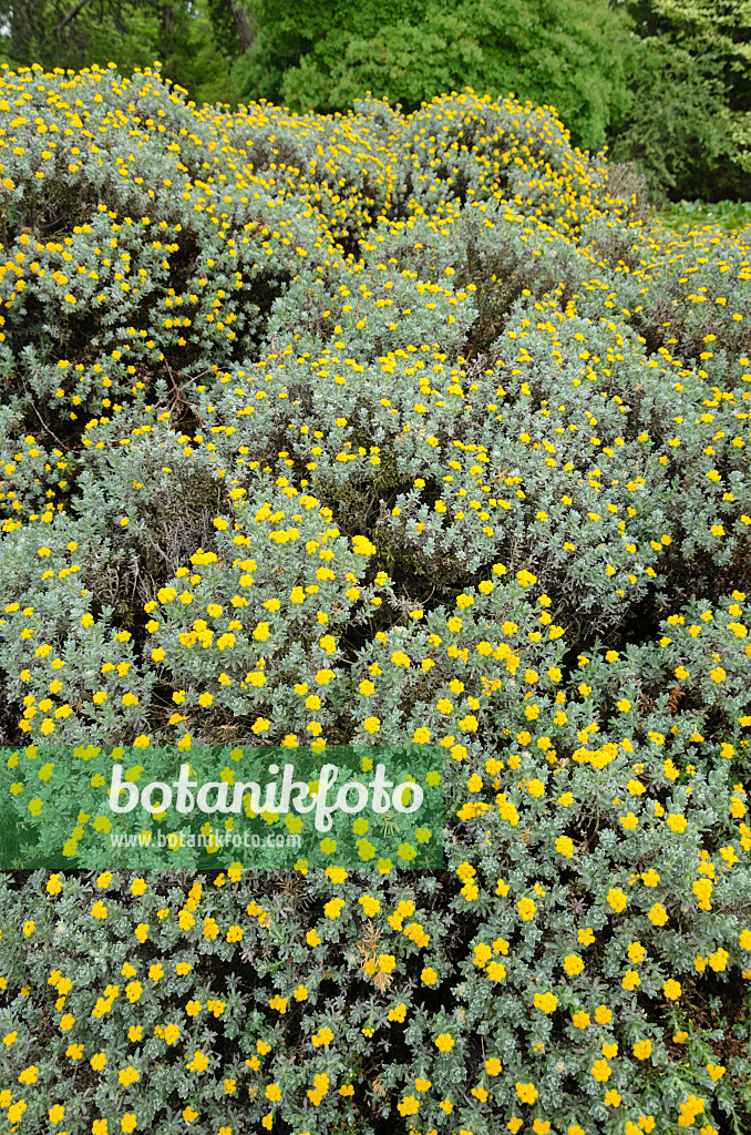 533556 - Paper daisy (Helichrysum splendidum)