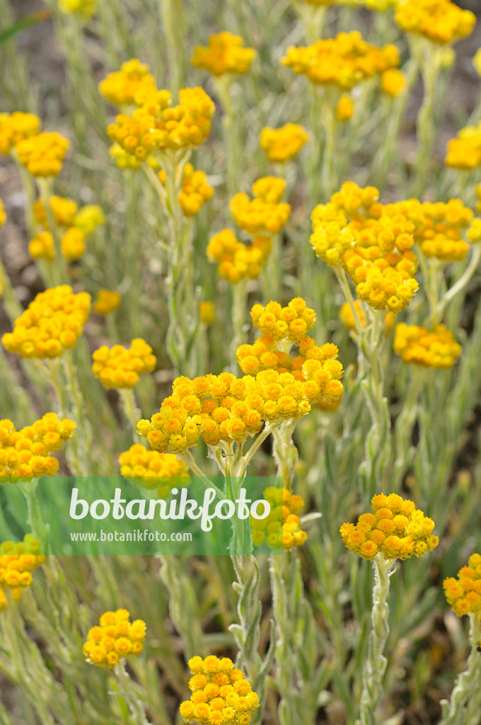 485190 - Paper daisy (Helichrysum thianschanicum 'Schwefellicht')