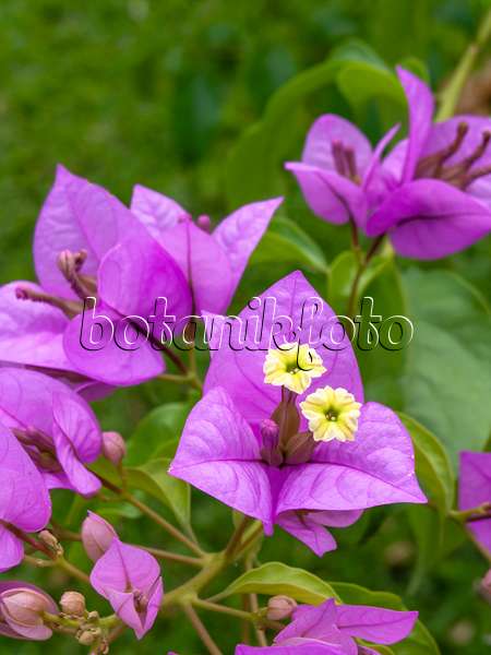 434203 - Paper flower (Bougainvillea glabra 'Choisy')