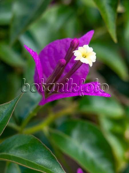 427266 - Paper flower (Bougainvillea glabra 'Sanderiana')