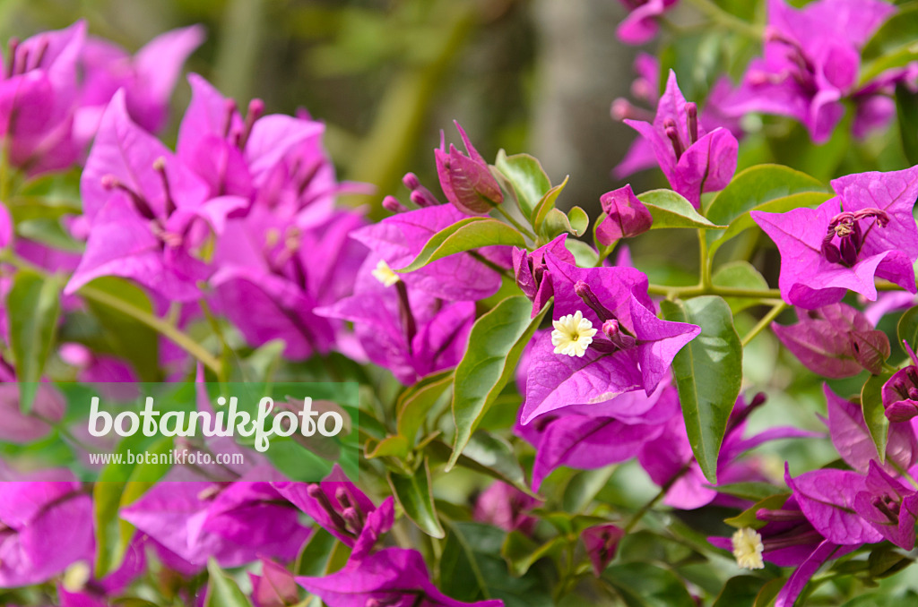 497317 - Paper flower (Bougainvillea glabra 'Sanderiana')