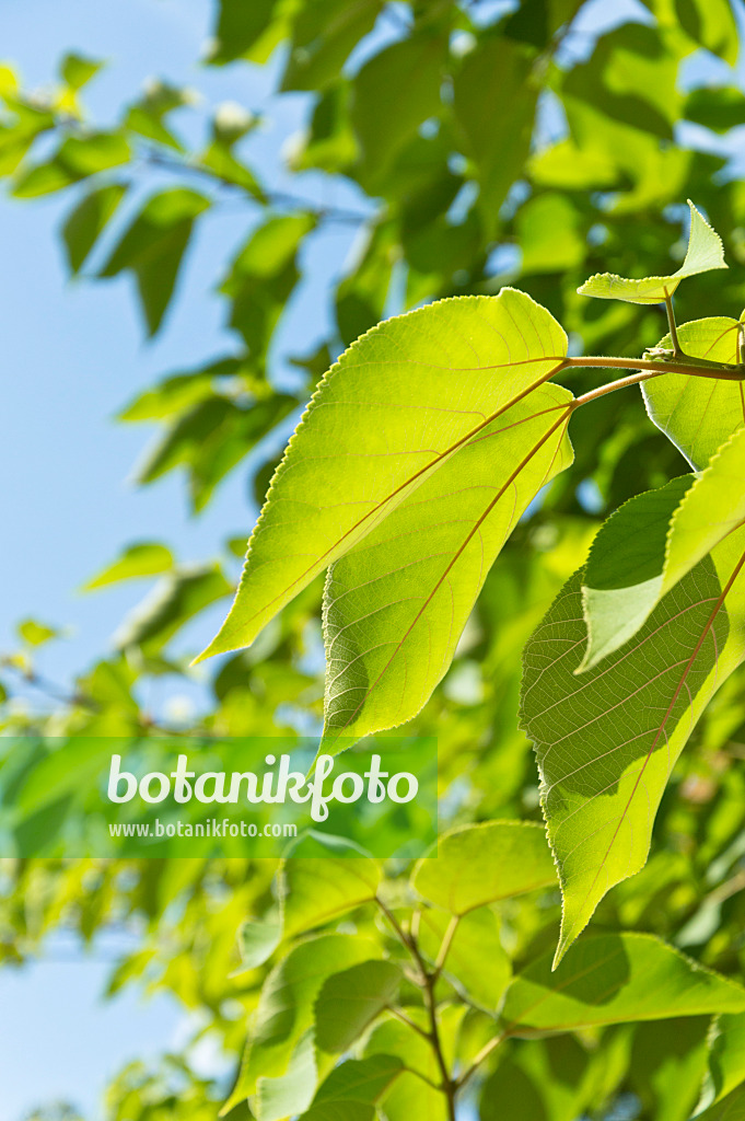 511118 - Paper mulberry (Broussonetia papyrifera)