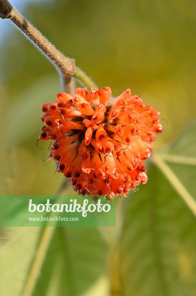 525344 - Paper mulberry (Broussonetia papyrifera)