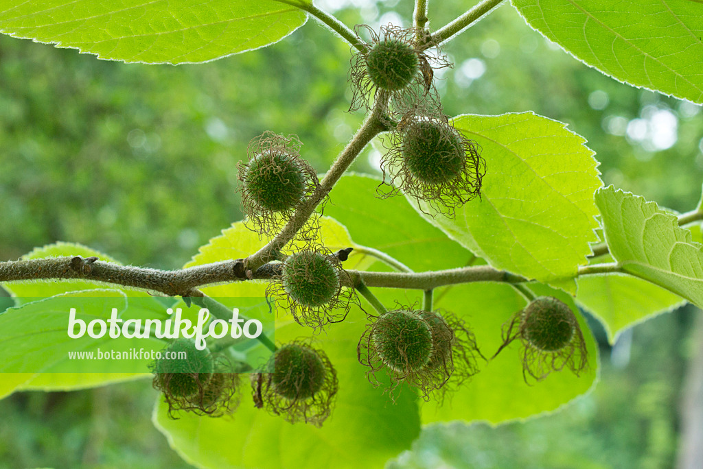 558335 - Paper mulberry (Broussonetia papyrifera)