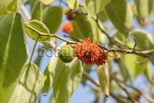 635019 - Paper mulberry (Broussonetia papyrifera)