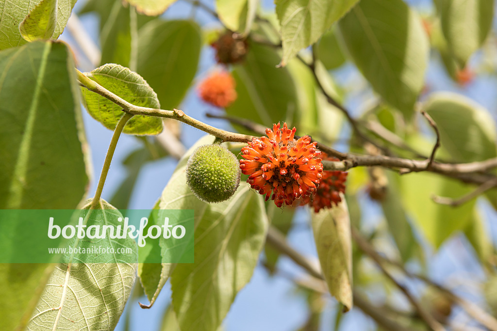 635019 - Paper mulberry (Broussonetia papyrifera)