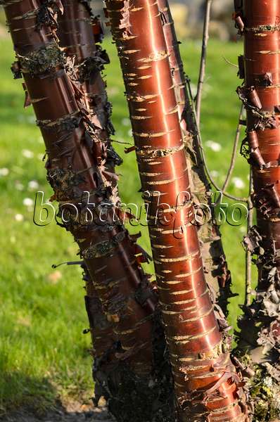 519102 - Paperbark cherry (Prunus serrula)