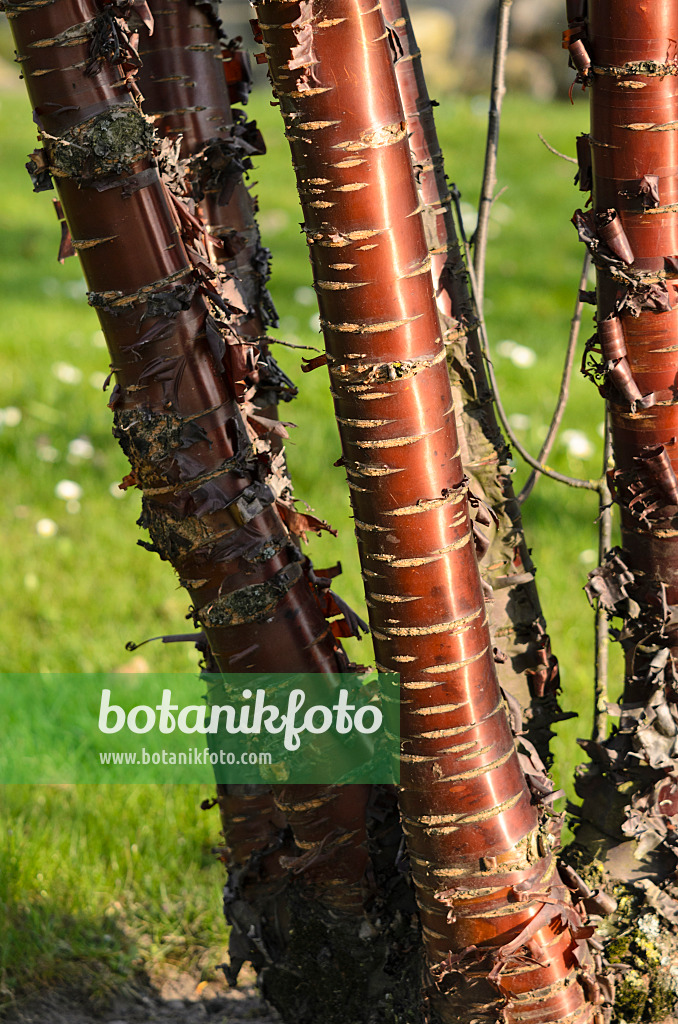 519102 - Paperbark cherry (Prunus serrula)