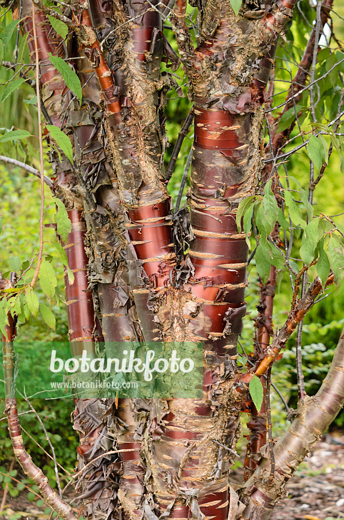 525072 - Paperbark cherry (Prunus serrula)