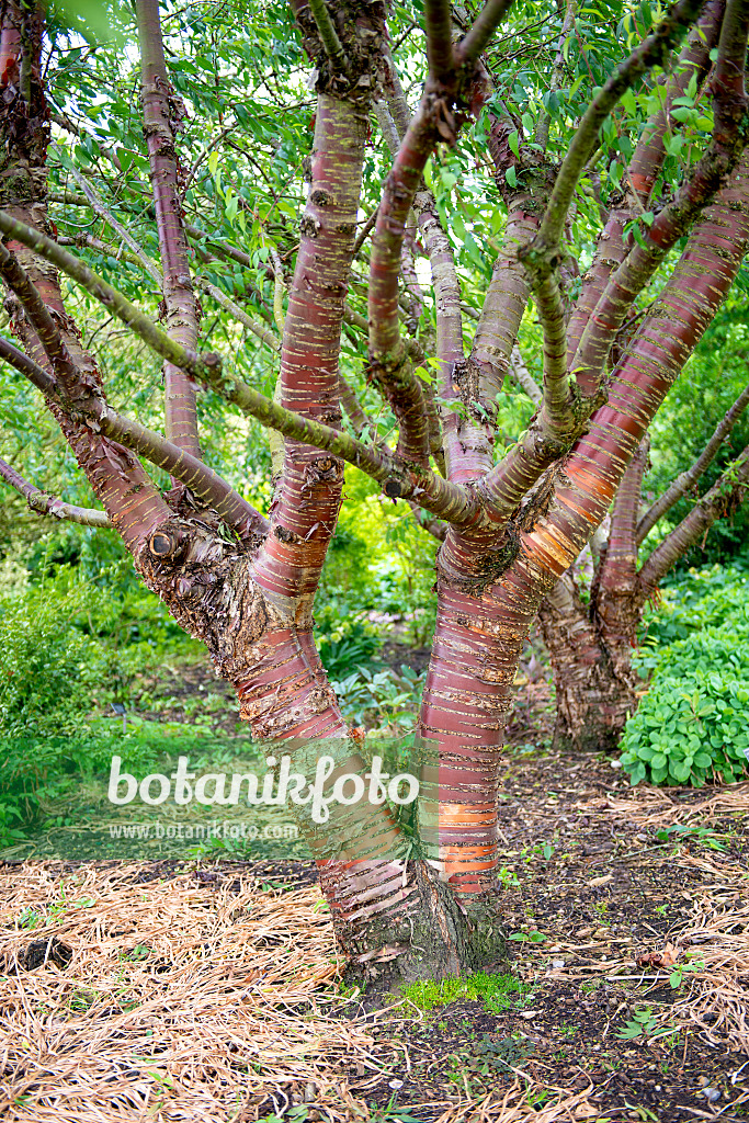 607179 - Paperbark cherry (Prunus serrula)