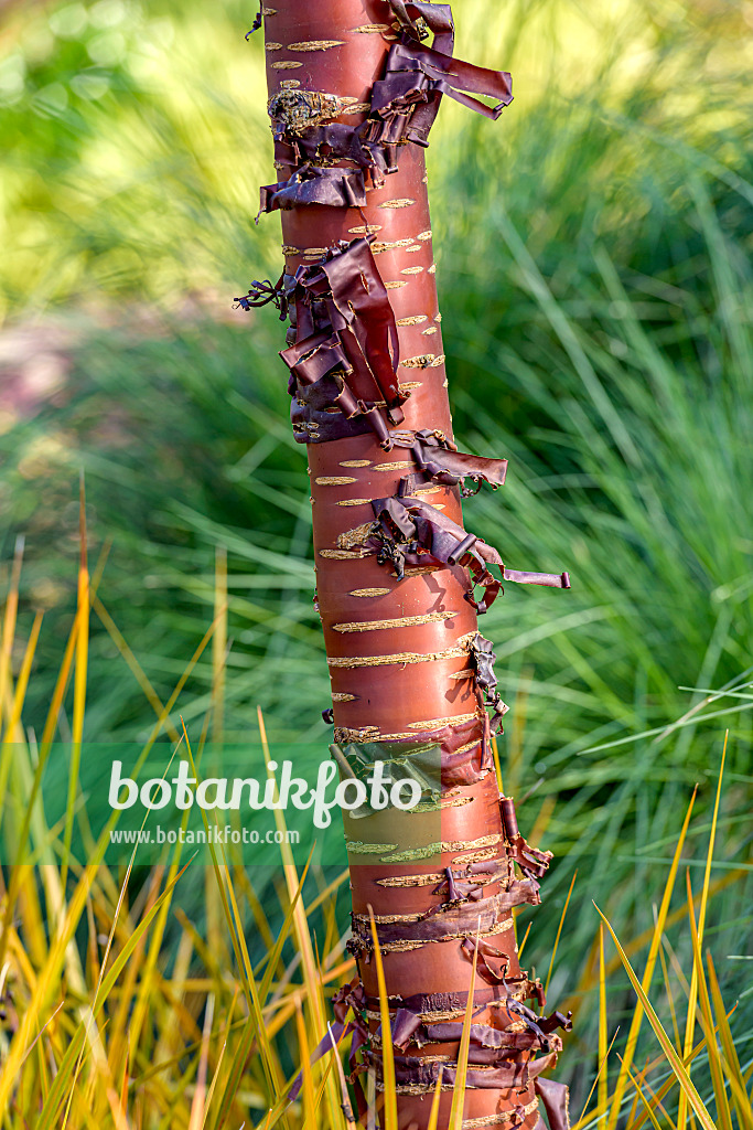 607181 - Paperbark cherry (Prunus serrula)