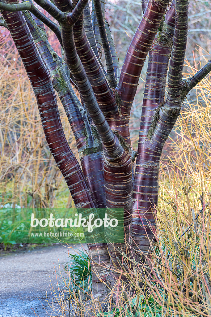 625330 - Paperbark cherry (Prunus serrula)