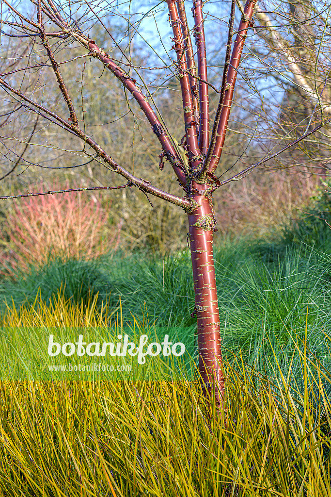 607180 - Paperbark cherry (Prunus serrula) and New Zealand iris (Libertia peregrinans)