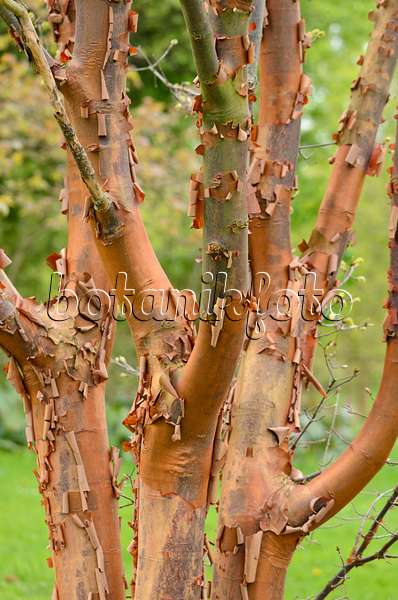 531131 - Paperbark maple (Acer griseum)