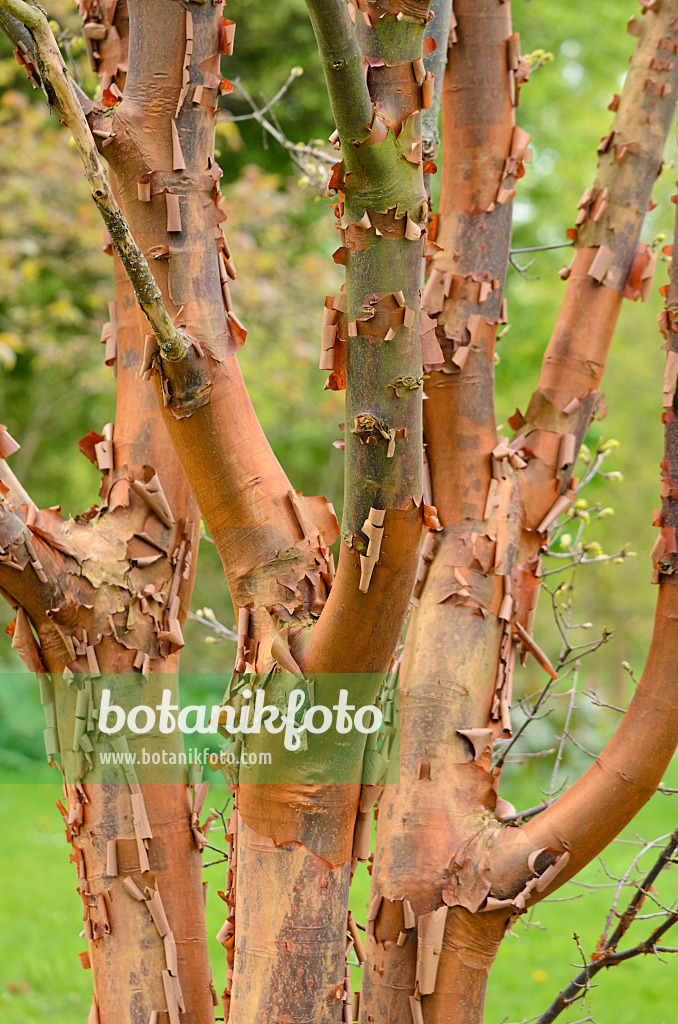 531131 - Paperbark maple (Acer griseum)