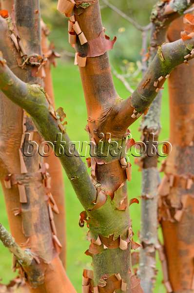 531132 - Paperbark maple (Acer griseum)