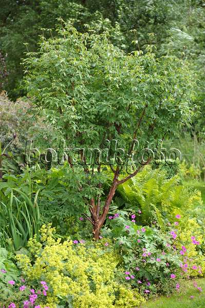 535246 - Paperbark maple (Acer griseum), lady's mantles (Alchemilla) and cranesbills (Geranium)