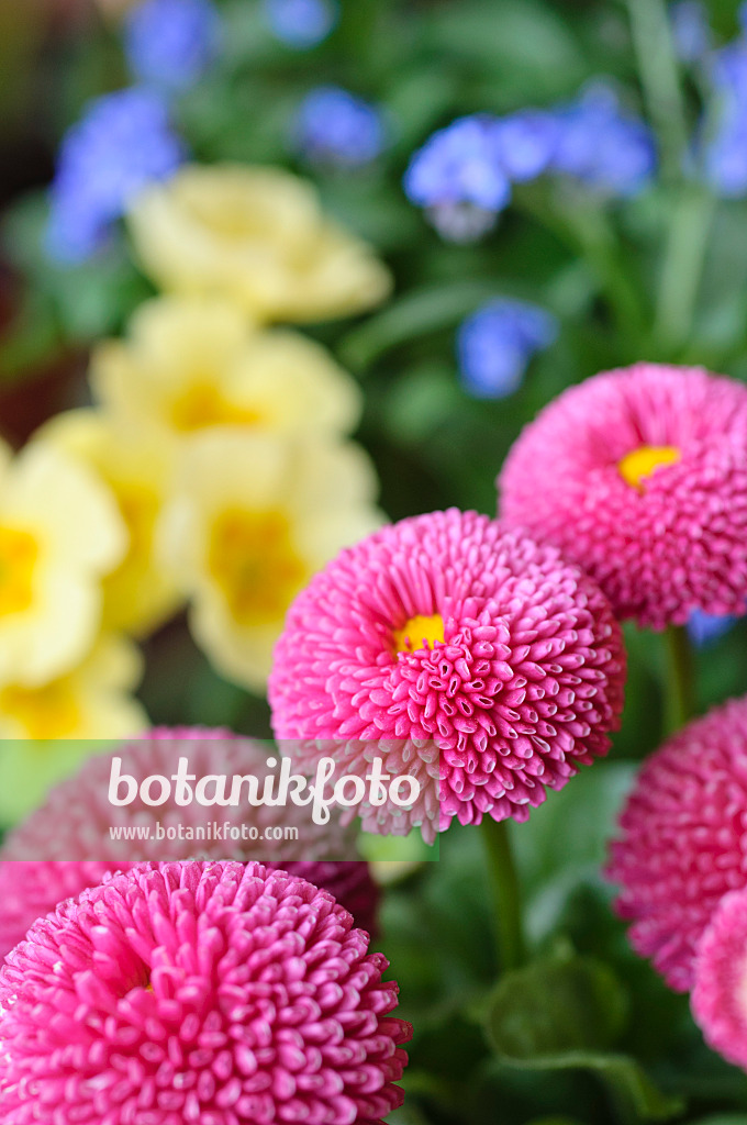 471127 - Pâquerette vivace (Bellis perennis)