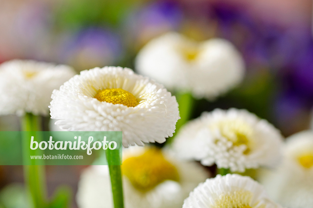 483094 - Pâquerette vivace (Bellis perennis)