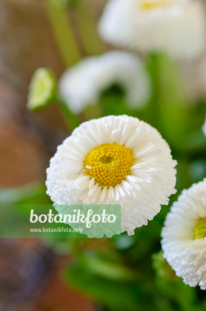 483182 - Pâquerette vivace (Bellis perennis)