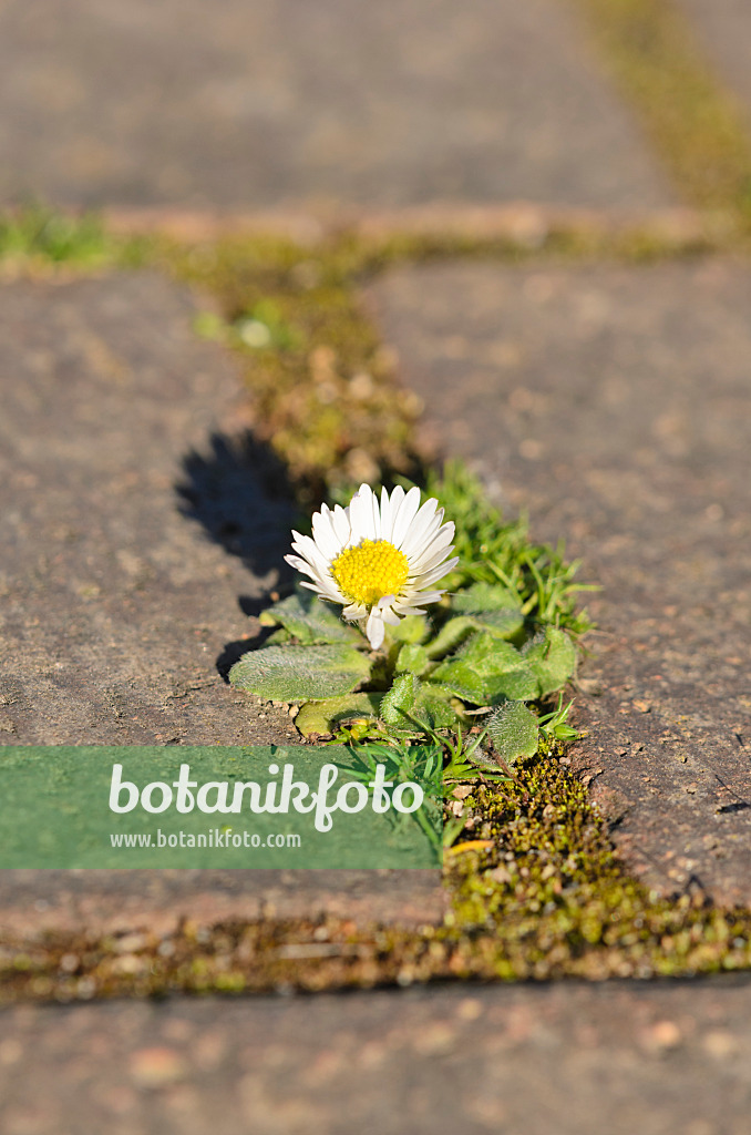 531169 - Pâquerette vivace (Bellis perennis)